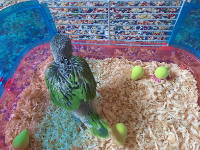 محل بيع الطيور والحيوانات الاليفه - صحار - +968 9258 8884