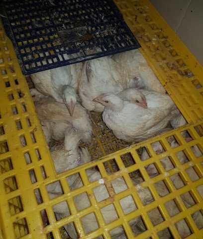 مزرعة دواجن مسلخ دواجن حية - بركاء -