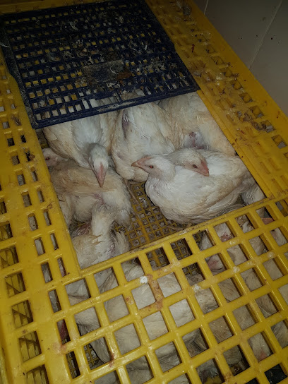 مزرعة دواجن مسلخ دواجن حية - Oman|Barka|Unnamed Road|MWFH+8GW