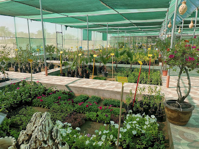 مشتل الزيتون - بركاء - +968 9920 5146