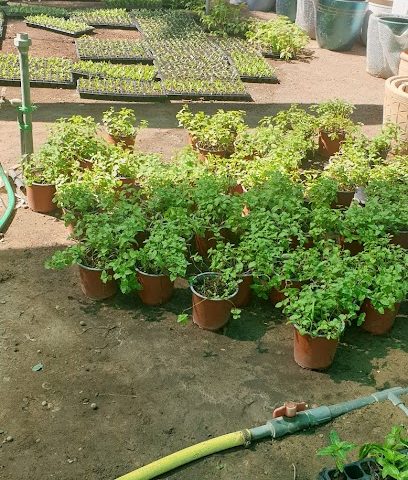 مشتل ابو عماد مشتل ابو عماد - السيب -