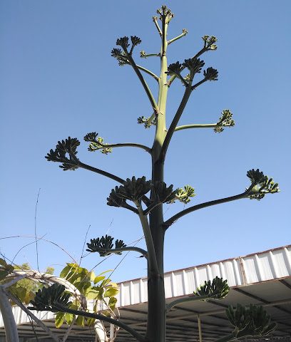 نبع الجبل بركاء - بركاء -