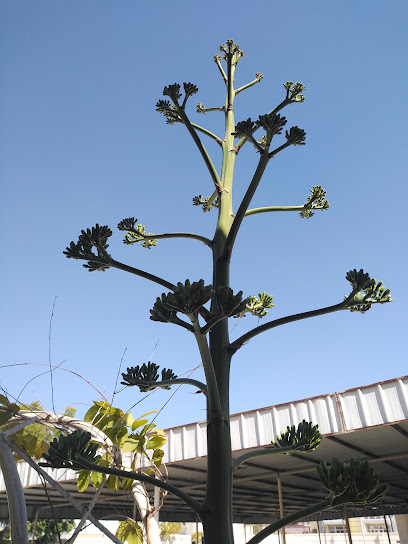 نبع الجبل بركاء - Oman|Barka|MV6M+MFG