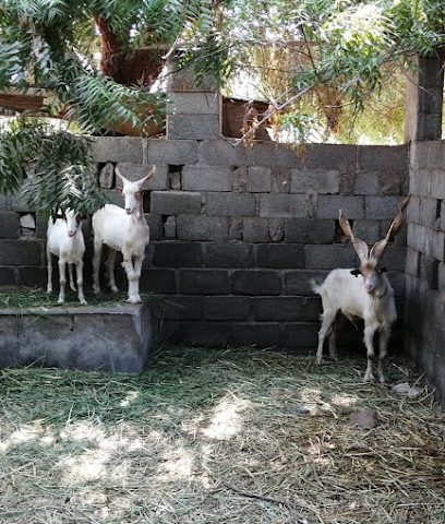 العيادة الملكية البيطرية الملكية البيطرية - بركاء - +968 9744 9738