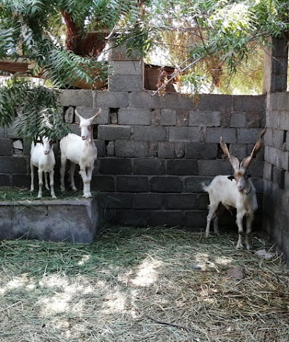 العيادة الملكية البيطرية الملكية البيطرية - Oman|Barka