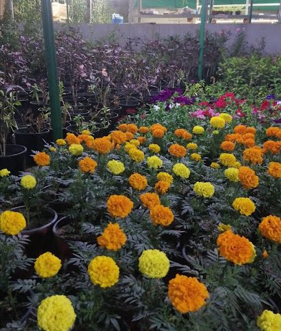 مشتل زراعي - المصنعة -