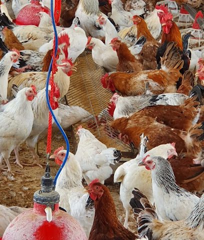 مشاريع العريش المتحده تضامنية العريش دجاج دواجن - حي التراث - +968 9728 8852