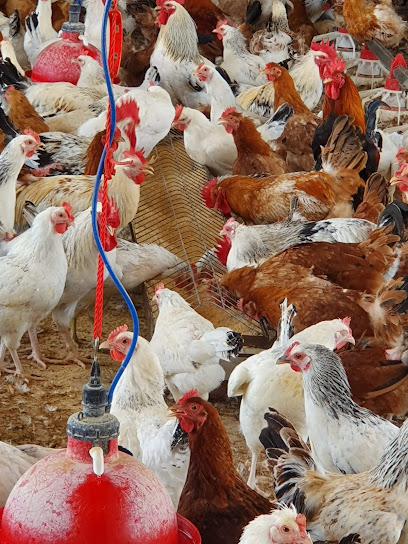 مشاريع العريش المتحده تضامنية العريش دجاج دواجن - Oman|حي التراث|Unnamed Road