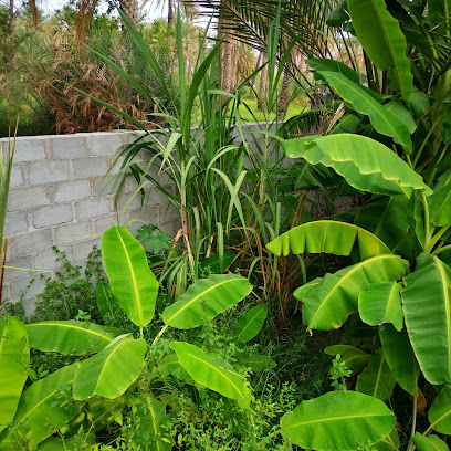 بستان الحنظلي - بركة الموز - +968 9525 1443