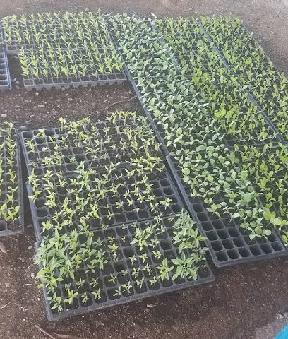 حضانة حمامة - المضيبي - +968 9444 6312