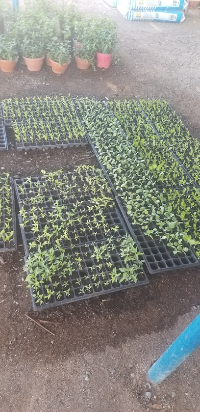 حضانة حمامة - Oman|Al Mudaybi 420