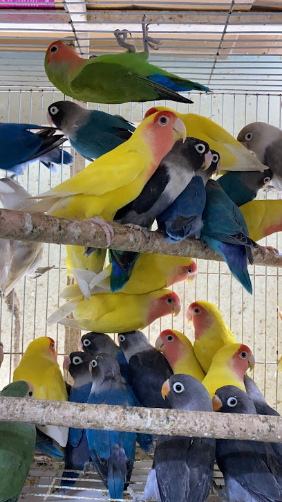 متجر الحيوانات الأليفة الدجاج - Oman|Seeb|Dama St|M5PJ+H76