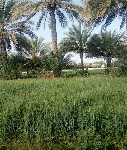 مزرعة احمد سعود السلمي - تاوي بيدي جيش - +968 9125 2525