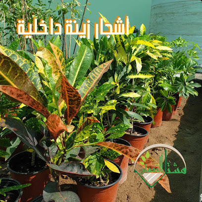 مشتل النعمان - بركاء - +968 9713 3500