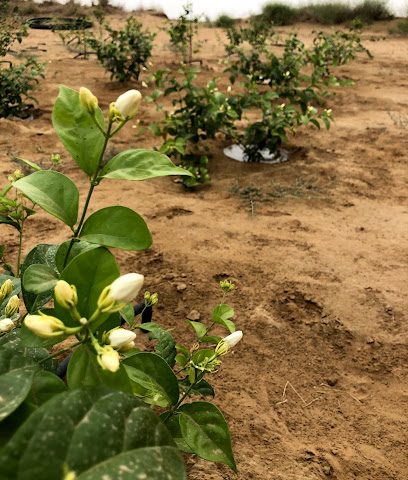 مشتل أشجار صلالة - صلالة - +968 9172 9776