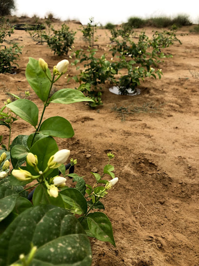 مشتل أشجار صلالة - Oman|Salalah|25P8+6W5