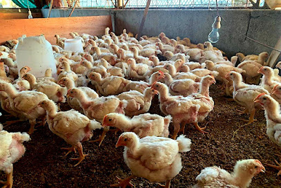 مزارع أفضل - ولاية بركاء - +968 7817 4287