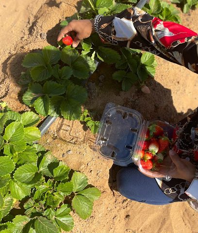 مزرعة قطوف - بدية - +968 7754 4590