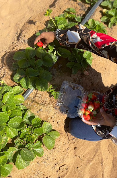 مزرعة قطوف - Oman|Bidiyah 603|Aljahis street