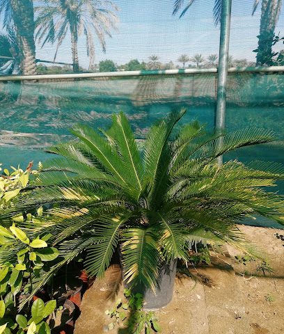 مشاتل ومستلزمات الحدائق / حضانة - قصبيات الزعاب - +968 9526 7222