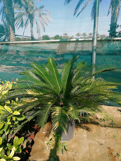 مشاتل ومستلزمات الحدائق / حضانة - Oman|Qasabiyat az Za'ab|W56V+R74