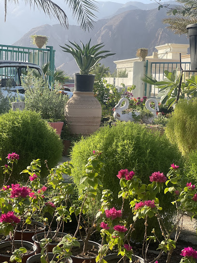 مشتل الهدية الخضراء - Oman|Izki