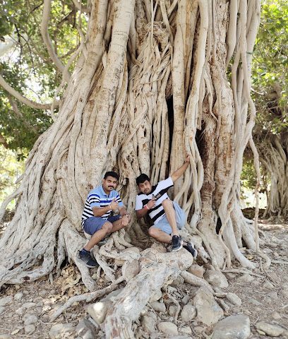 مدحاء ، عمان مزارع الرولة - مادها -