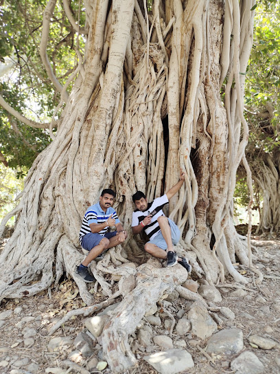 مدحاء ، عمان مزارع الرولة - Oman|Madha|shees road or chees road