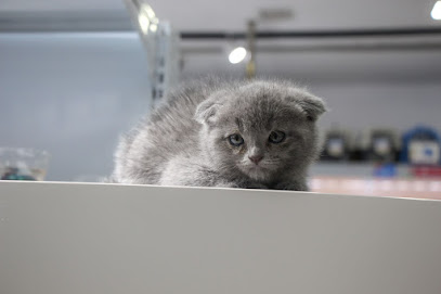 رعاية الحيوانات الاليفة - مسقط - +968 9140 3566