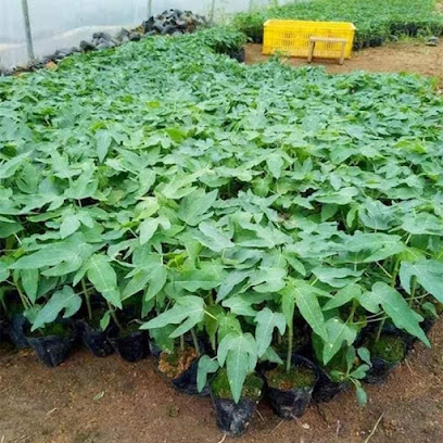 مشتل المروج الخضراء - العراقي - +968 9255 5847