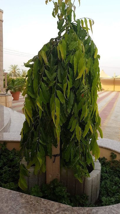 ملعب ترتان - Oman|Shinas|PCWW+P7J