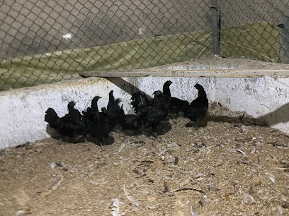 دواجن الريف الطازج - ولاية صحار ، - +968 9512 2887