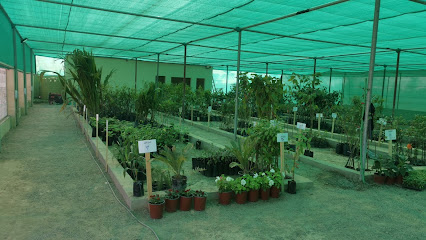 مشتل البركة -  -