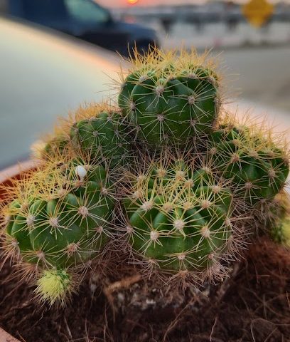 Ratagul alBidayah trad. & cont / مشاتل ومستلزمات الحدائق - قصبيات الزعاب - +968 9526 7222