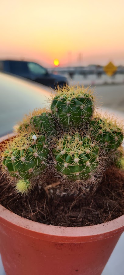 Ratagul alBidayah trad. & cont / مشاتل ومستلزمات الحدائق - Oman|Qasabiyat az Za'ab|1