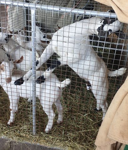 سوق الماشية - صلالة - +968 9594 9000