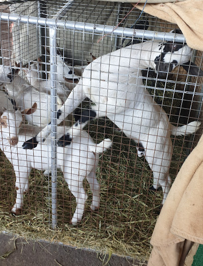 سوق الماشية - Oman|Salalah|22HM+J5R