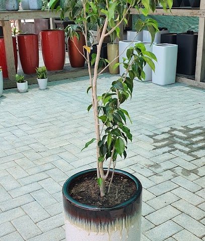 حضانة بروسكيب مشتل بروسكيب للاشجار - بدي ال خميس - +968 9383 0977