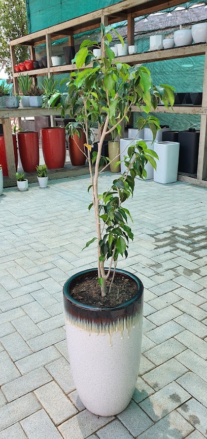 حضانة بروسكيب مشتل بروسكيب للاشجار - Oman|بدي ال خميس|PMMW+23C