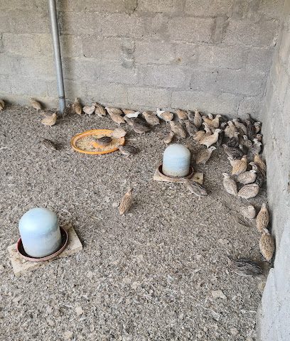 سوق الدجاج - الحومانية ، - +968 9552 7612