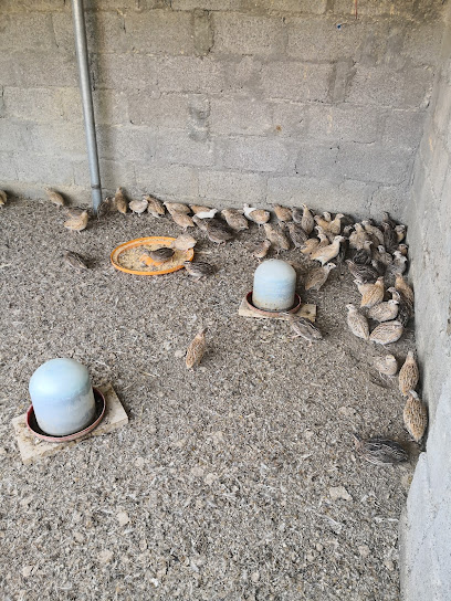 سوق الدجاج - Oman|الحومانية،|CQRM+QQM