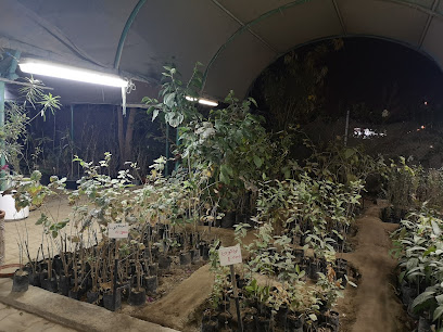 مشتل السهل الأخضر - صور ، -