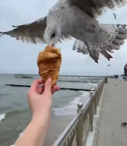 ياسين مونا - بركاء - +968 9381 6521