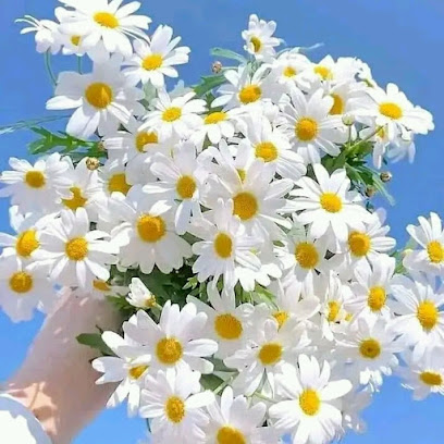 مركز مسقط الفضي ذ - السيب - +968 24 420164