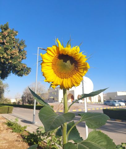 كلية عمان للعلوم الصحية - عبري -