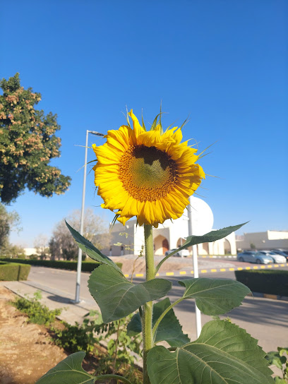 كلية عمان للعلوم الصحية - Oman|Ibri|6CHH+J6R