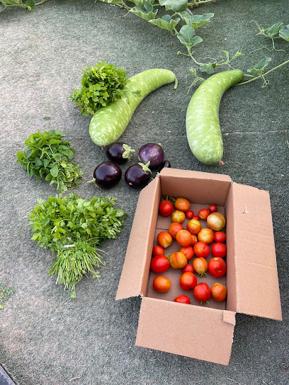 مزرعة احمد الملا الشحي - Oman|دبا عمان،|J744+2X