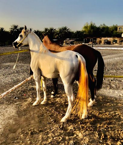 مربط فرسان بهلاء - بهلاء - +968 7210 8800