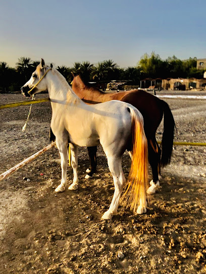 مربط فرسان بهلاء - Oman|Bahla|Unnamed Road|W7QM+Q2P