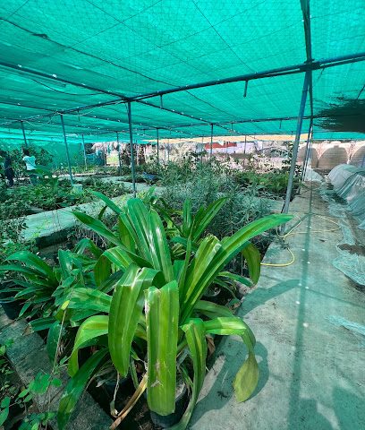 مشتل فيض المعمورة - بهلاء - +968 9920 8738